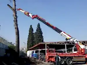 Ağaç Budama ve Kesim