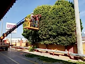 Erze Ambalaj Kemalpaşa Limonselvi Ağaçlarının Budama Çalışması