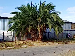 İzmir Atatürk Organize Sanayi Bölgesinde Palmiye Ağacı Budama ve Ot Temizliği Çalışması