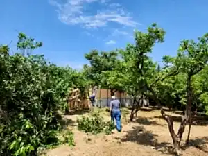 İZMİR NARLIDEREDE MANDALİN BAHÇESİ BUDAMA ÇALIŞMASI