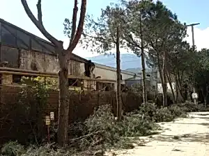 Kemalpaşa Müşterimizin Okaliptüs ve Çam Ağaçlarının Budama Çalışması